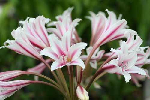 Crinum lily herbertii - lily,,